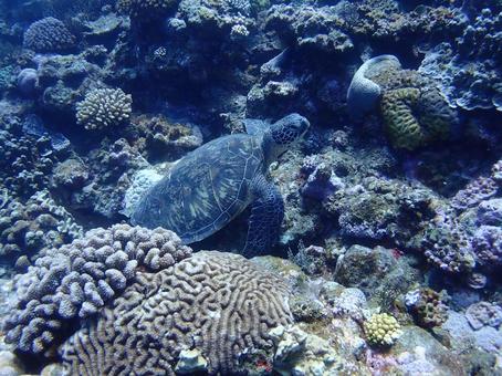 沖縄のウミガメ ウミガメ,うみがめ,海亀の写真素材