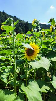 夏を抱きしめる花畑 夏を抱きしめる花畑 ひまわり,洲原ひまわりの里,黄金色の花畑の写真素材