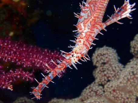 ニシキフウライウオ ニシキフウライウオ ニシキフウライウオ,ダイビング,伊豆大島の写真素材