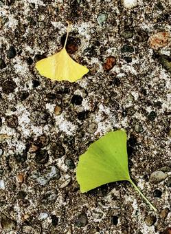 落ち葉 落ち葉 イチョウ,枯葉,落ち葉の写真素材