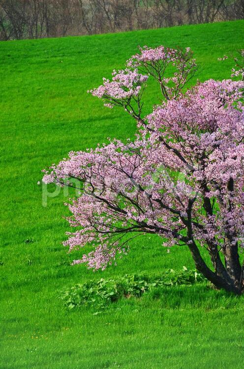 一本桜 桜,さくら,サクラの写真素材