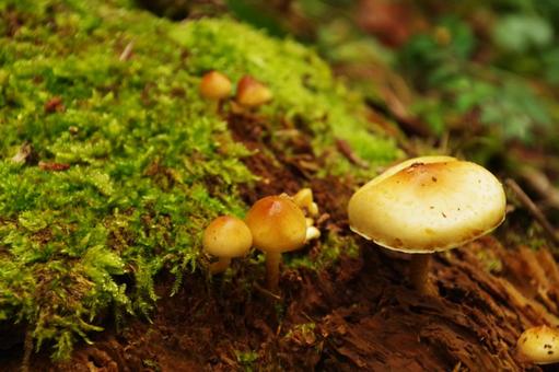 Mushrooms, JPG Mushrooms, JPG