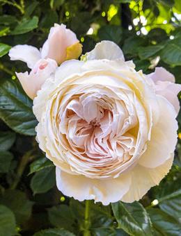 ピンクの薔薇4 ピンクの薔薇4の写真
