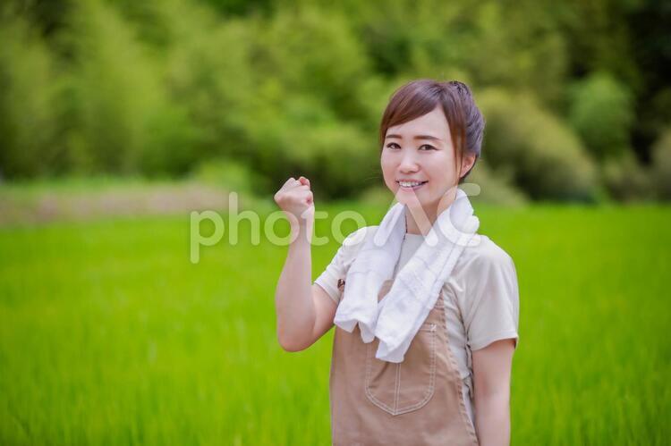 農業をやる女性 農家,お米,農業の写真素材