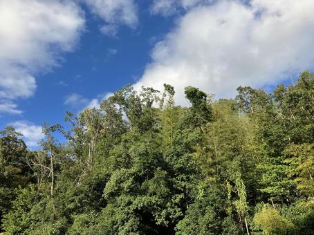 秋空と竹林 秋空と竹林 空,秋空,晴れの写真素材
