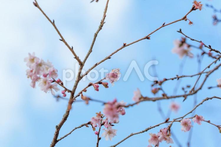 冬の青空に咲く冬桜 冬桜,桜,花の写真素材