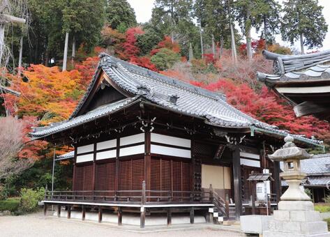 善峯寺　釈迦堂 善峯寺,釈迦堂,よしみねでらの写真素材