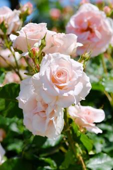 薔薇 ブライダルピンク 薔薇 ブライダルピンク 薔薇,ブライダルピンク,ピンクの写真素材