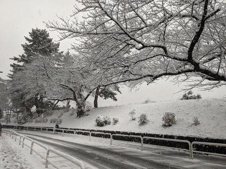 雪の日の道路 雪,雪の日,冬の写真素材