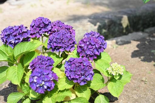 紫陽花 紫陽花 アジサイ,色,花の写真素材