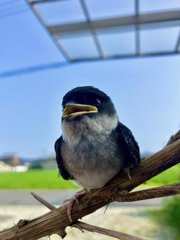 Photo, stag beetle, swallow, wild bird, 