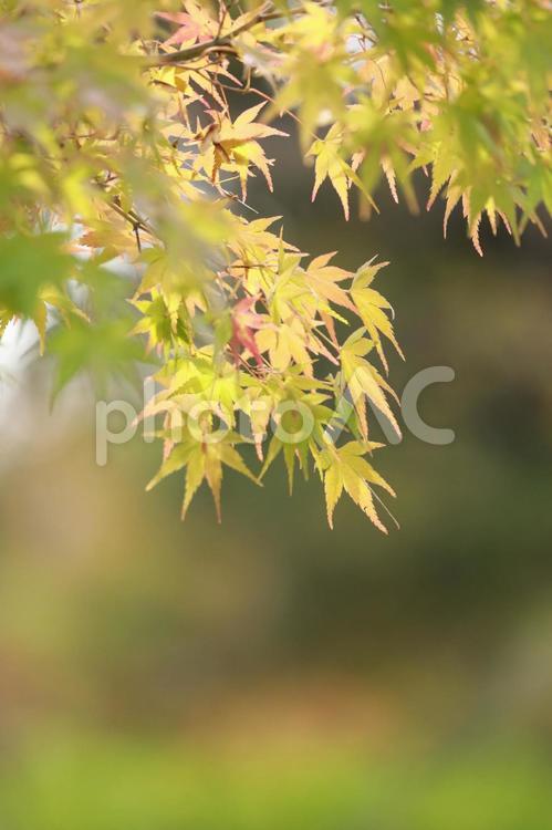 早秋の緑のもみじ もみじ,紅葉,緑の写真素材