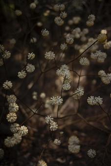 山中に咲く満開のミツマタの花 山中に咲く満開のミツマタの花の写真