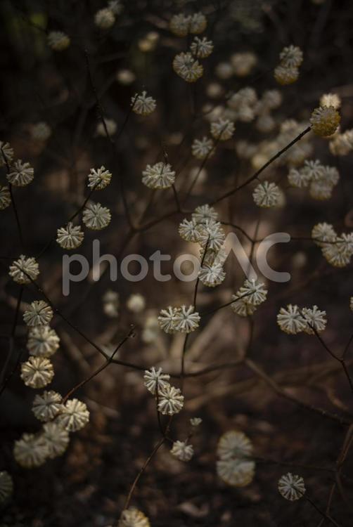 山中に咲く満開のミツマタの花 ミツマタ,三椏,冬の写真素材