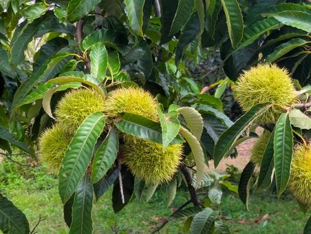 イガグリ 栗,とげ,自然の写真素材