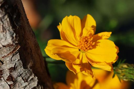 １０月中旬の陽の当たるキバナコスモス キバナコスモス,花,植物の写真素材