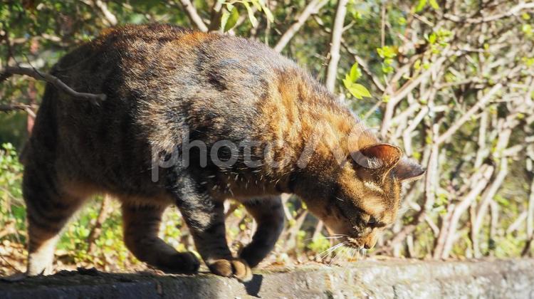 公園の植え込みのネコ 野良猫,公園,地域猫の写真素材