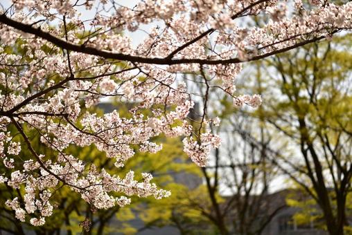 満開の桜の写真