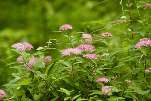 シモツケ 下野,春,5月の写真素材