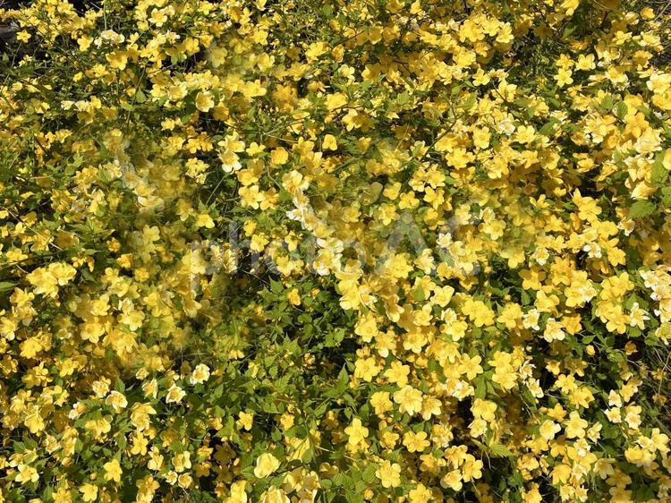 一面に咲く黄色のヤマブキの花のテクスチャ ヤマブキ,山吹,花の写真素材