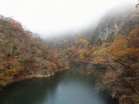 【紅葉写真】美しい紅葉 紅葉,自然,風景の写真素材