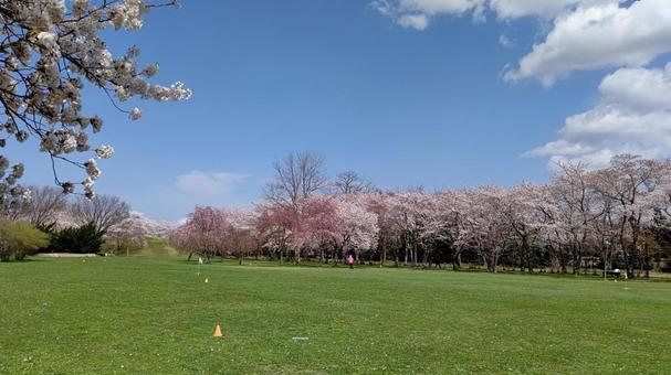 Photo, park, spring, cherry blossoms, 