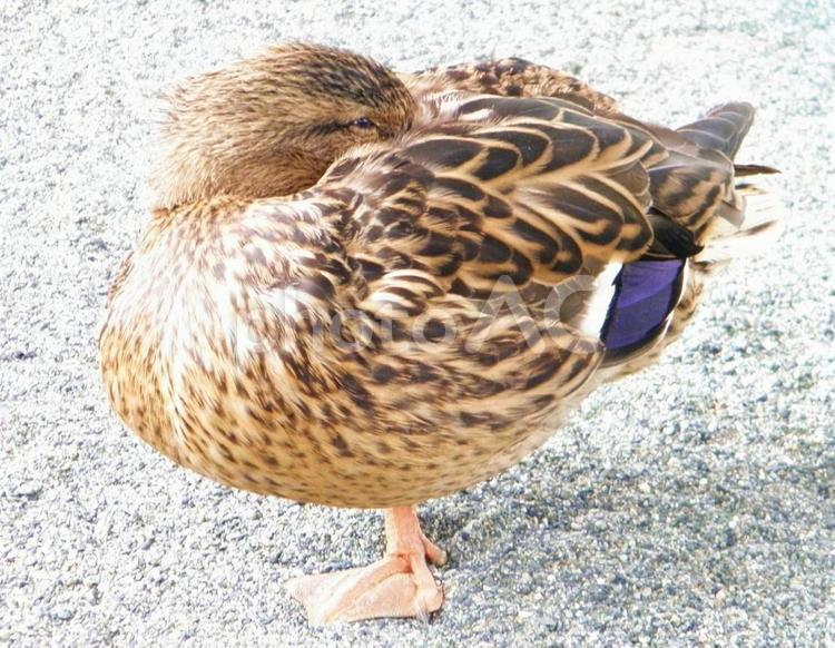 動物園の愉快な仲間たち 生き物,鳥,マガモの写真素材