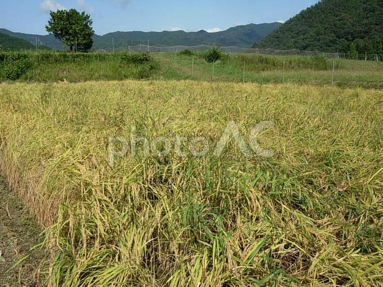稲刈り前の田んぼ 稲,稲刈り,田んぼの写真素材