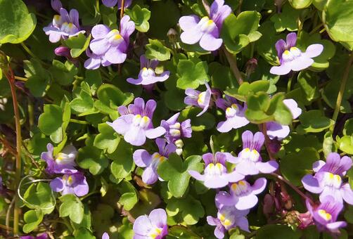 シンバラリア [Coliseum Ivy]-005の写真