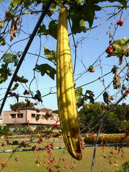 大船FC・つる植物コーナーの細長いヘチマ ヘチマ,植物,実の写真素材