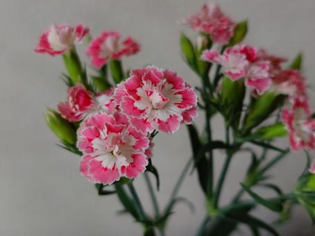 ナデシコの花 ナデシコの花の写真