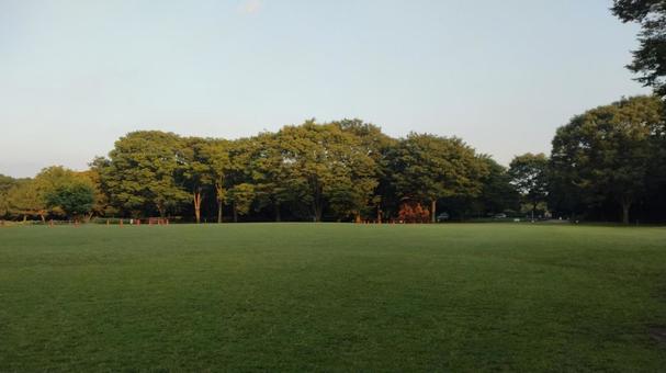 芝生が広がる公園の穏やかな風景 芝生が広がる公園の穏やかな風景 芝生,公園,風景の写真素材