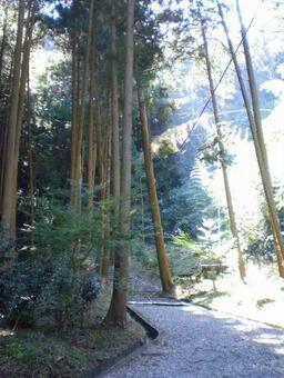 背の高い木々 背の高い木々の写真