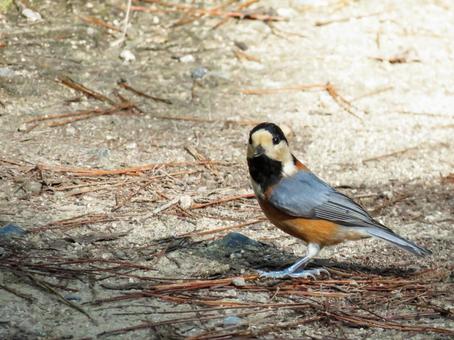 地面に降りたヤマガラ ヤマガラ,野鳥,動物の写真素材