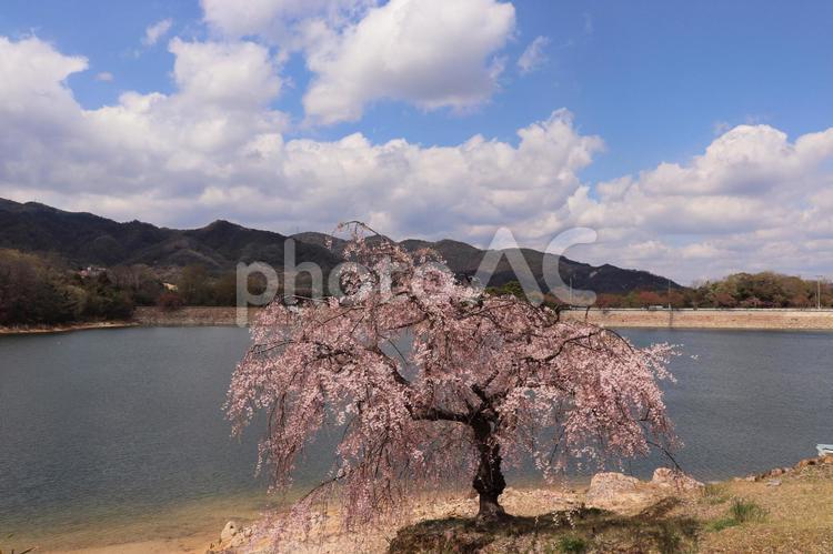 北山貯水池の枝垂桜 桜,ダム,空の写真素材