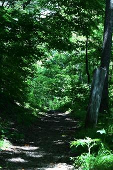 木漏れ日の登山道 木漏れ日の登山道 晴天,8月,夏の写真素材
