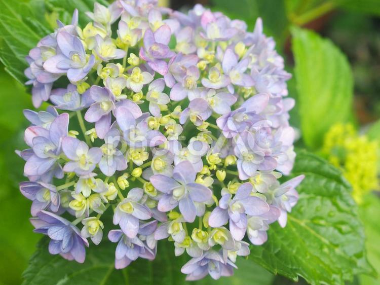雨上がりのあじさい 紫陽花,あじさい,水滴の写真素材
