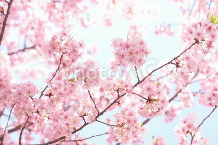 早咲き桜-393 桜,早咲き桜,カワヅザクラの写真素材