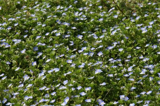 Photo, ooouinunnguri, blooming landscape, spring wildflowers, 