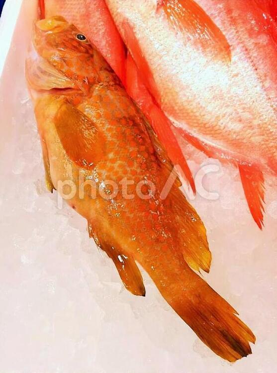 魚　アコウ　キジハタ　アコ アコウ,キジハタ,アコの写真素材
