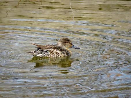 Photo, cogamo, duckling, wild bird, 