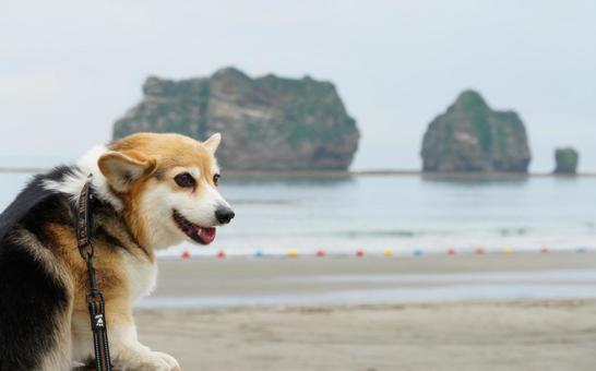 Corgi Parent and Child Rock, JPG
