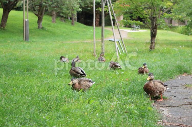 カモの群れ カモ,群れ,散歩の写真素材