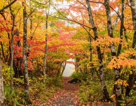 紅葉の森の小道、秋の風景 紅葉の森の小道、秋の風景 の写真
