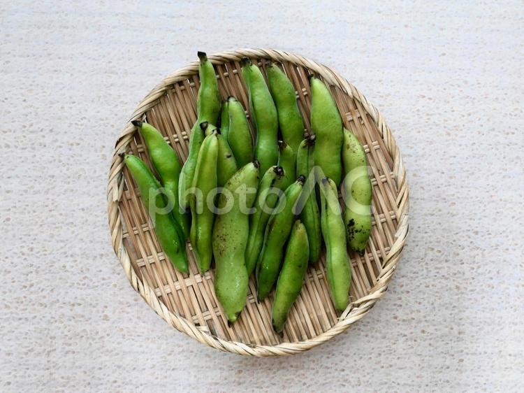 そら豆 そら豆,食材,食べ物の写真素材