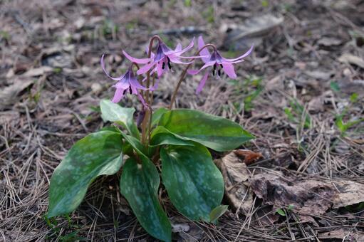 落ち葉の間から顔を出す野生のカタクリの花 岩木山,春の妖精,青森の写真素材