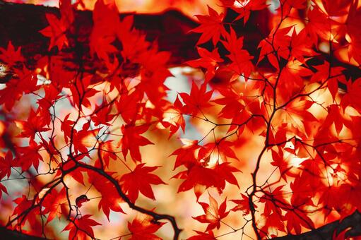 紅葉 紅葉の写真