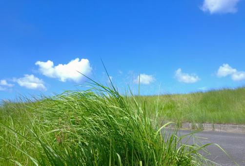 河原の風に吹かれる夏草 河原の風に吹かれる夏草 草,グリーン,道の写真素材