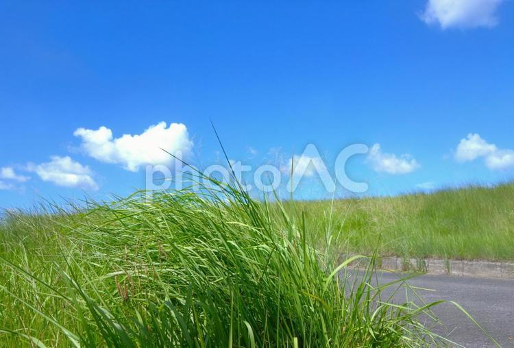 河原の風に吹かれる夏草 草,グリーン,道の写真素材