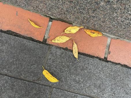 落ち葉 紅葉,枯れ葉,秋の写真素材